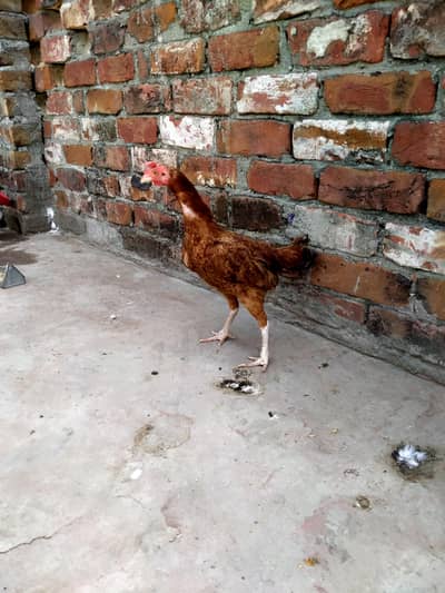 2 han ak Australian ak Finch