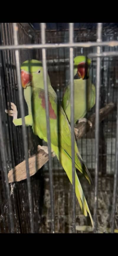 Raw parrot