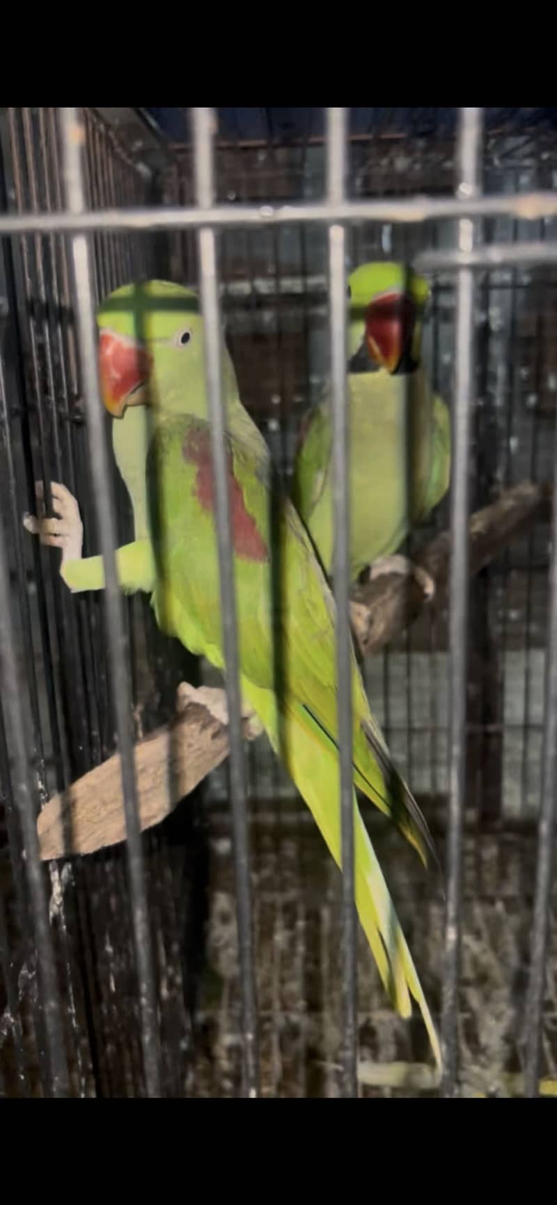Raw parrot 0