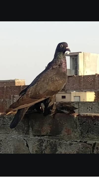pouter female black gubara 03327412440