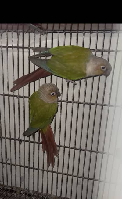 conure