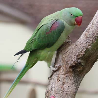 Raw Parrot
