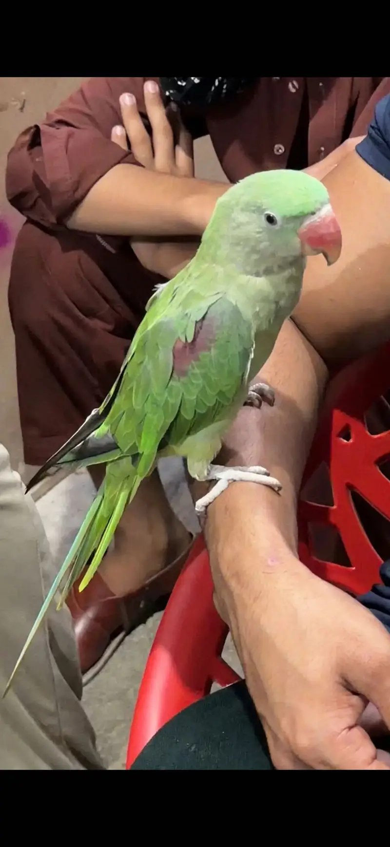 Raw Parrot — photo 2