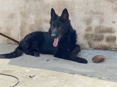 Pure Black shepherd