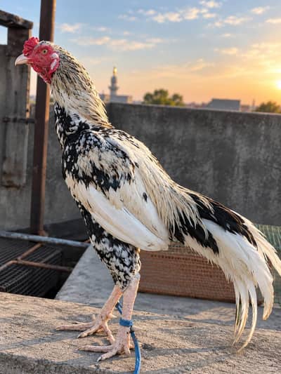 Aseel breeder for sale - 100% Pure Aseel - Old blood