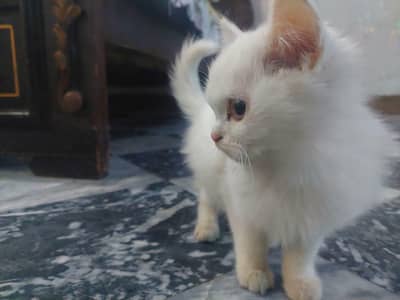 Persian Triple Coated Pair 1 Month Old