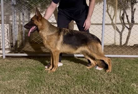 German Shepherd Female