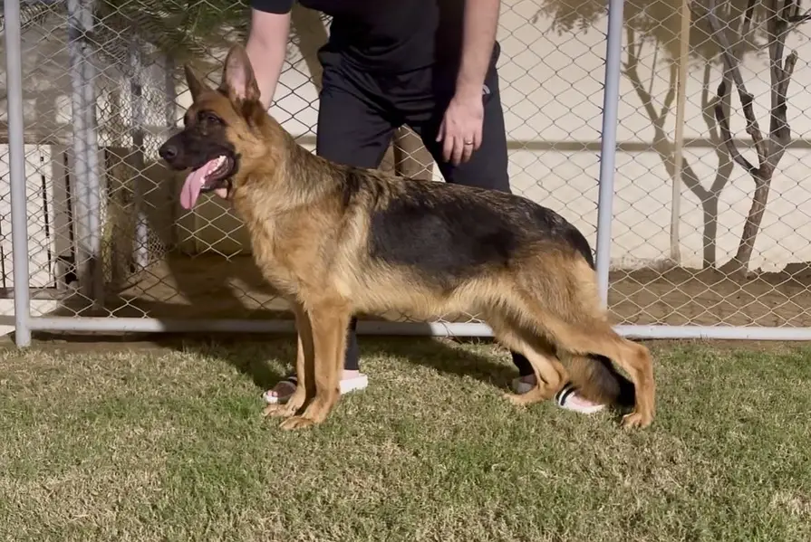 German Shepherd Female — photo 2