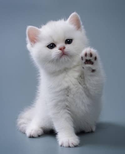 Persian kitten's