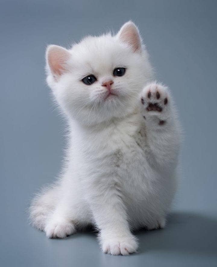 Persian kitten's 0