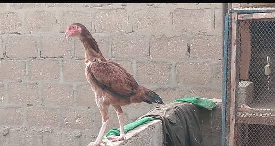tow female