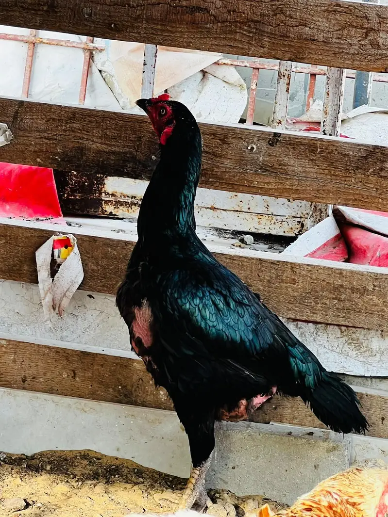 tow female — photo 3