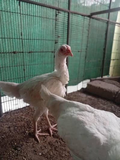 3 Aseel heera females (Murgiyan) - 100% pure heera bloodline