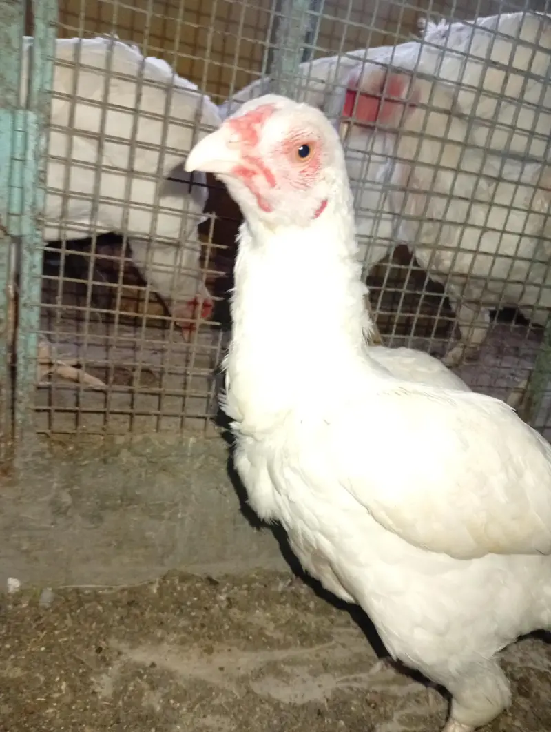 3 Aseel heera females (Murgiyan) - 100% pure heera bloodline — photo 2