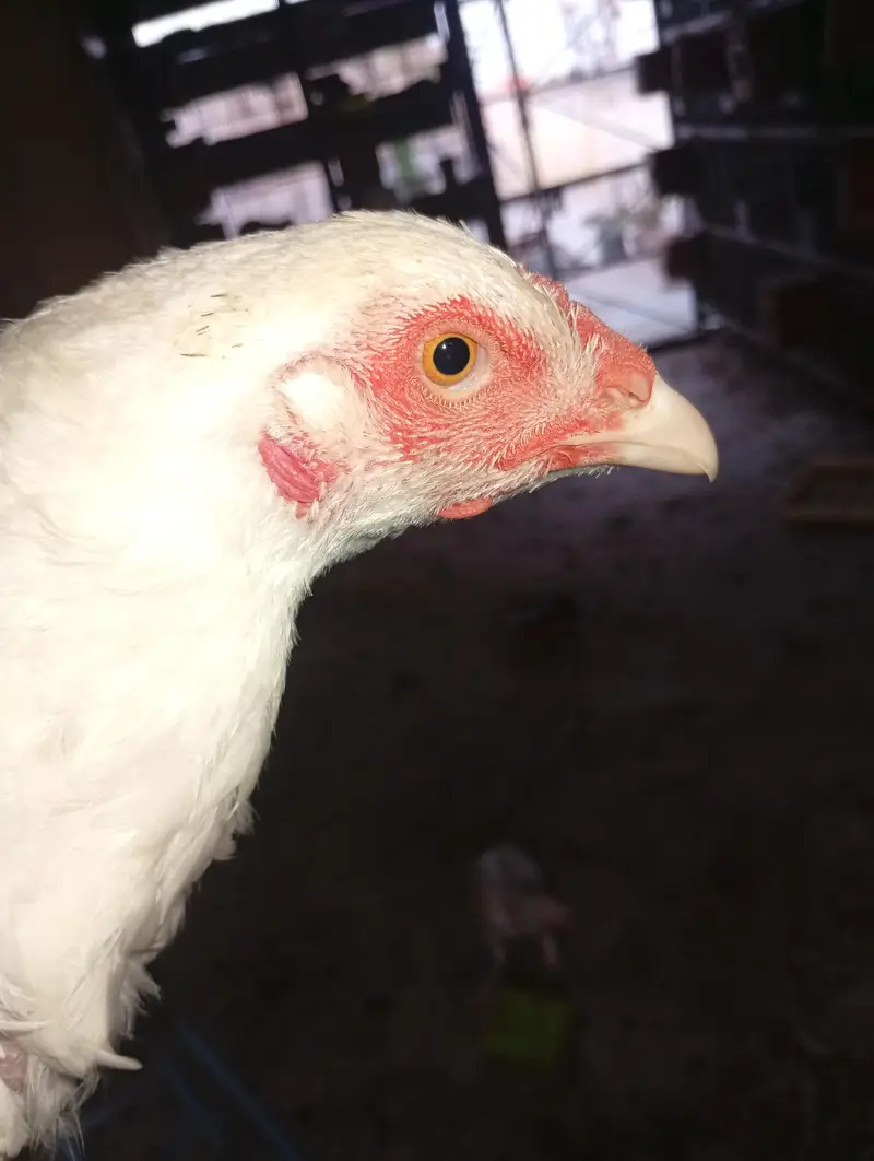 3 Aseel heera females (Murgiyan) - 100% pure heera bloodline — photo 3