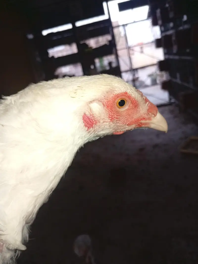 3 Aseel heera females (Murgiyan) - 100% pure heera bloodline — photo 4