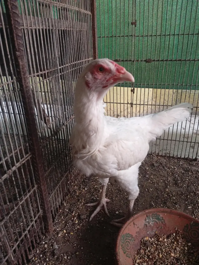 3 Aseel heera females (Murgiyan) - 100% pure heera bloodline — photo 5