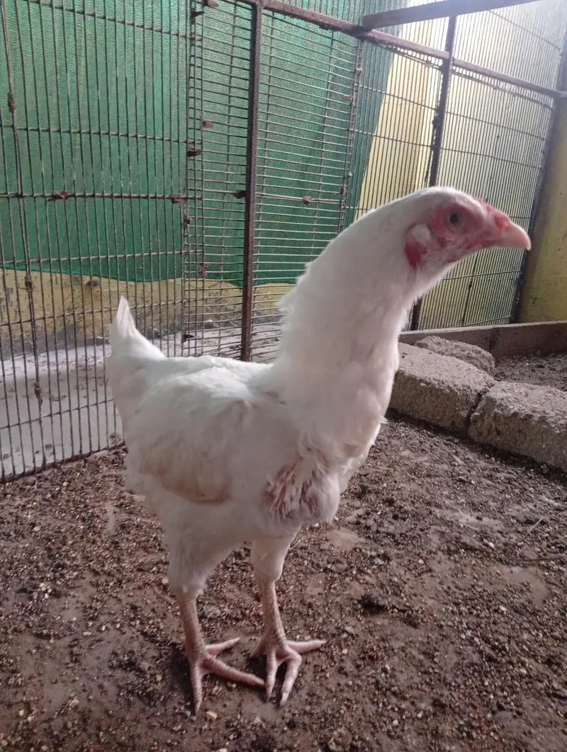 3 Aseel heera females (Murgiyan) - 100% pure heera bloodline — photo 6