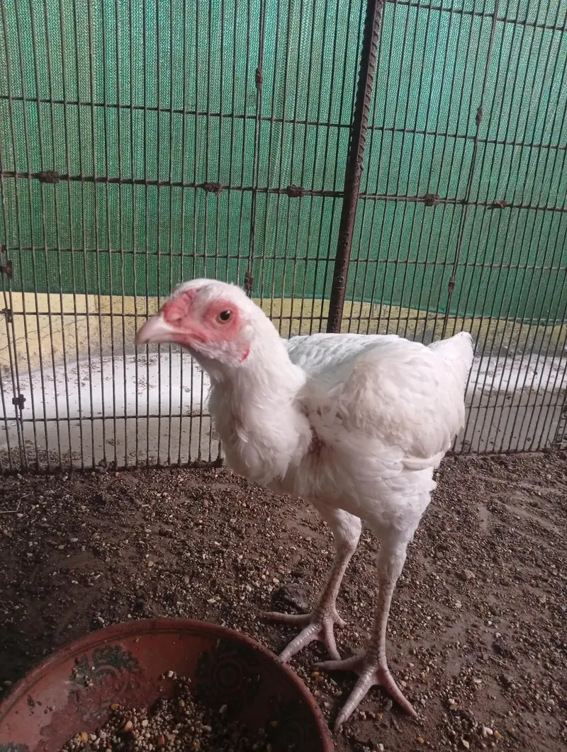 3 Aseel heera females (Murgiyan) - 100% pure heera bloodline — photo 7