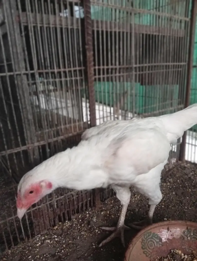 3 Aseel heera females (Murgiyan) - 100% pure heera bloodline — photo 8