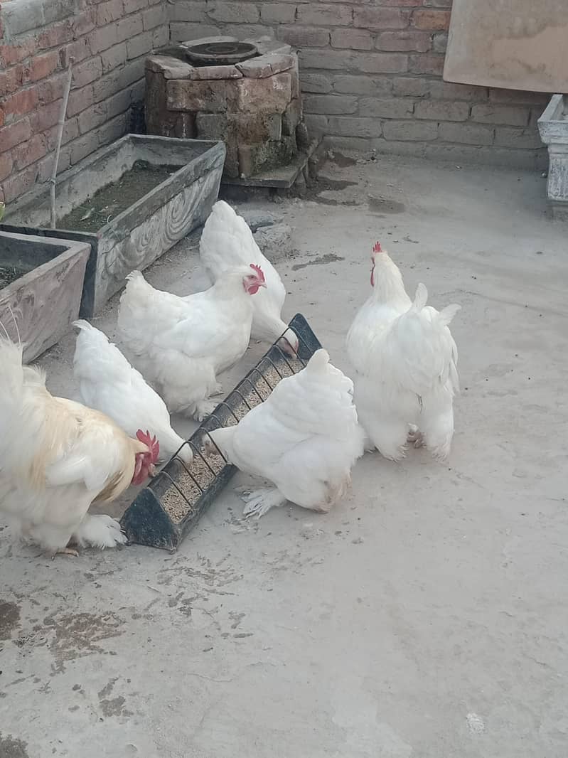 White Heavy buff 0