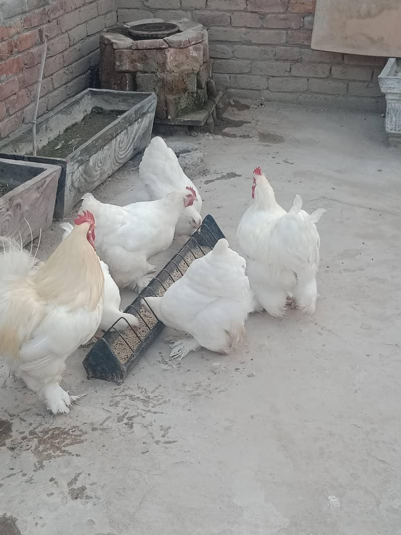 White Heavy buff 1