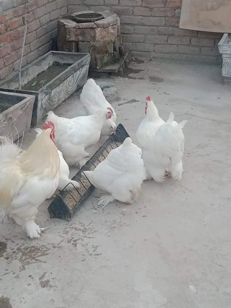White Heavy buff — photo 2