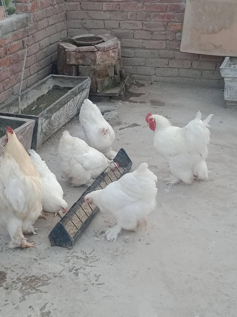 White Heavy buff 2