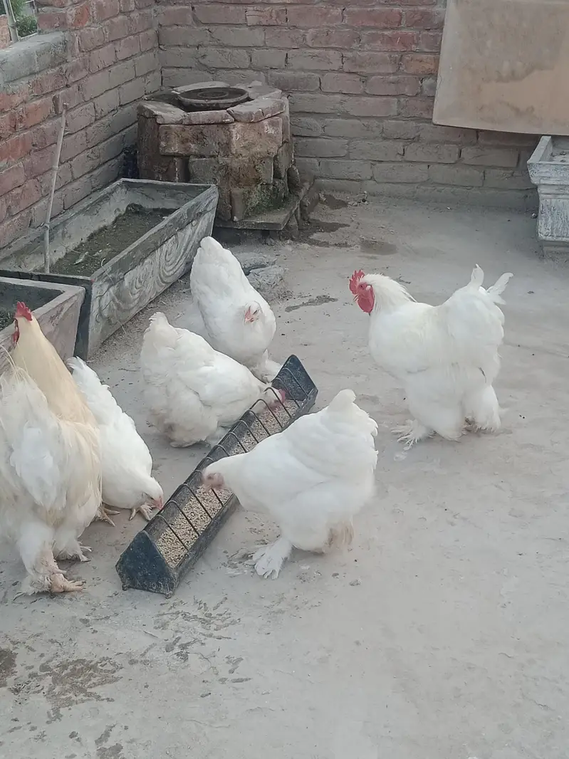White Heavy buff — photo 3