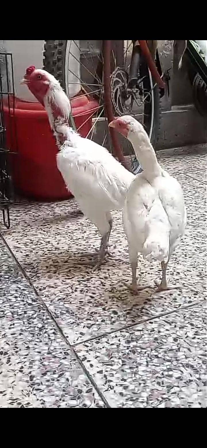 KO shamo 0
