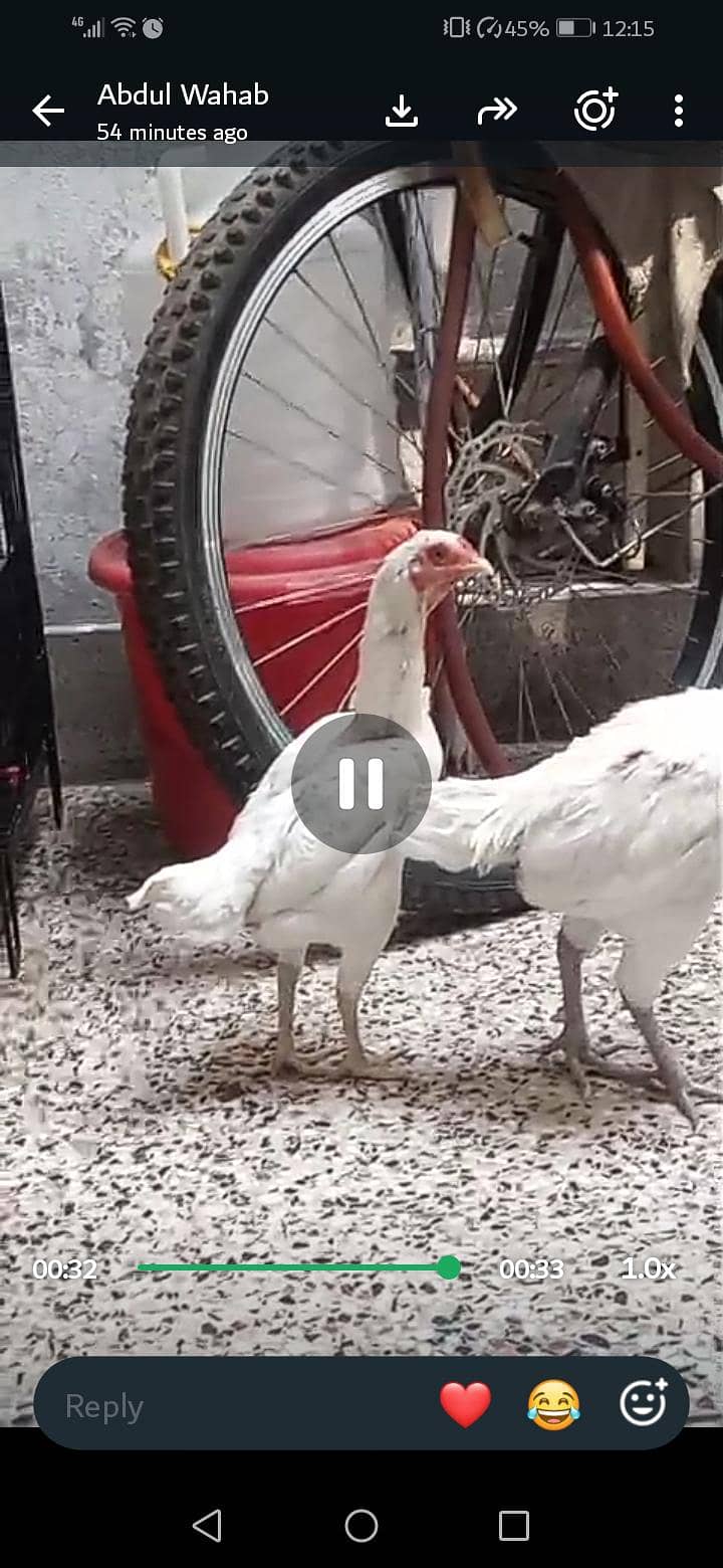 KO shamo 2