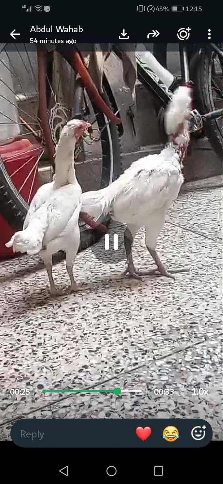 KO shamo 3