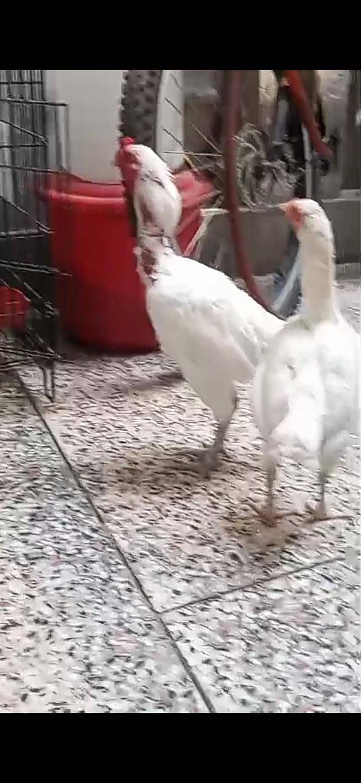 KO shamo 4