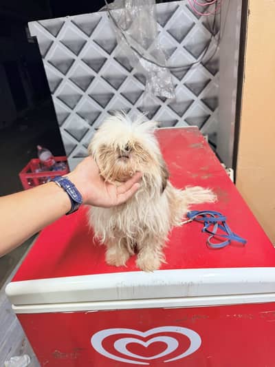 Female Dog for Sale