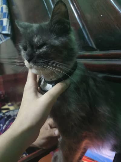 persian cats