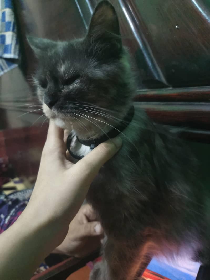 persian cats 0