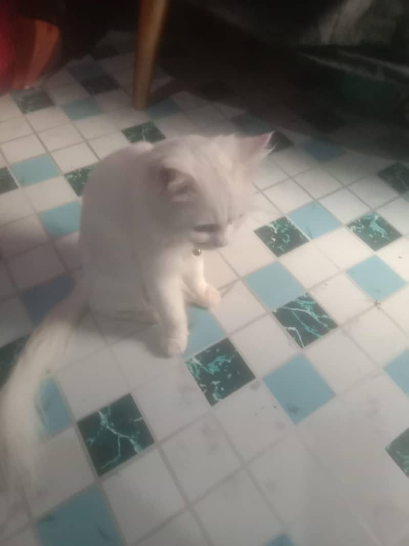 persian cats 1