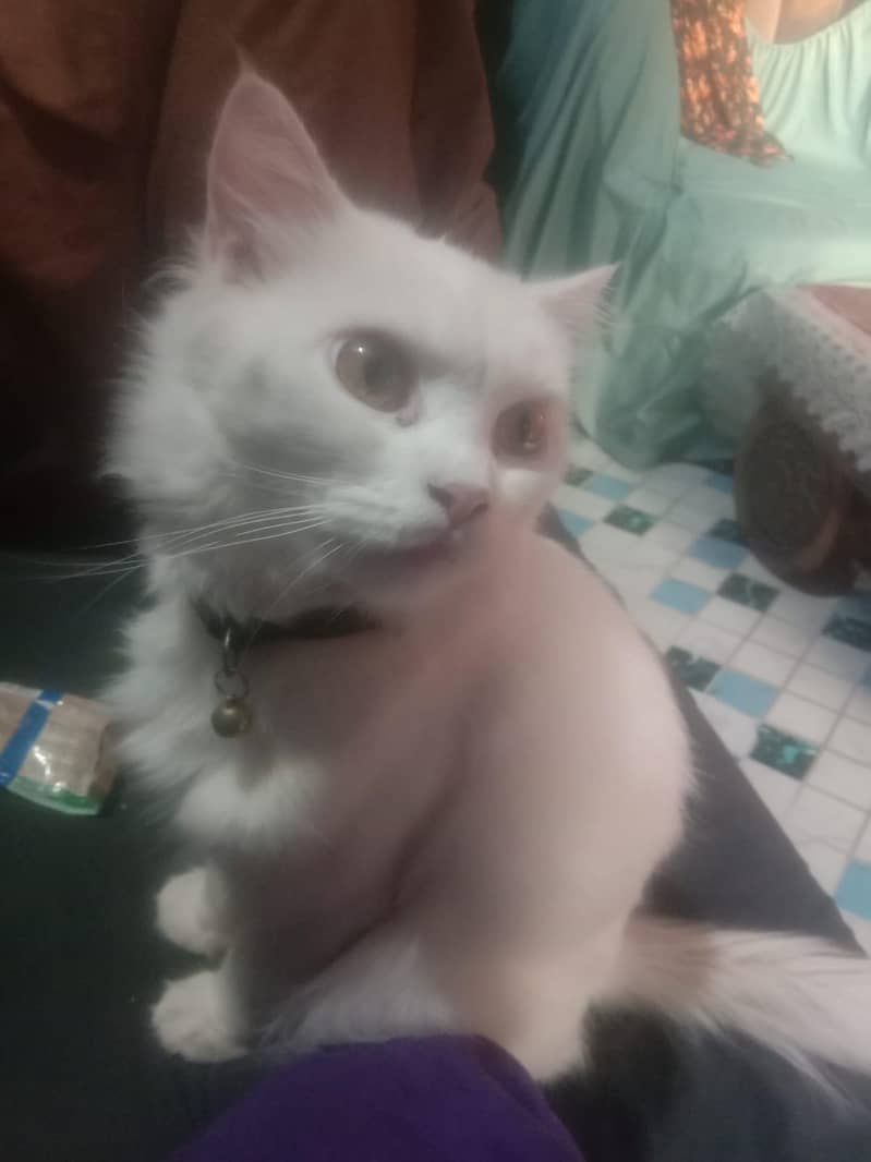 persian cats 2