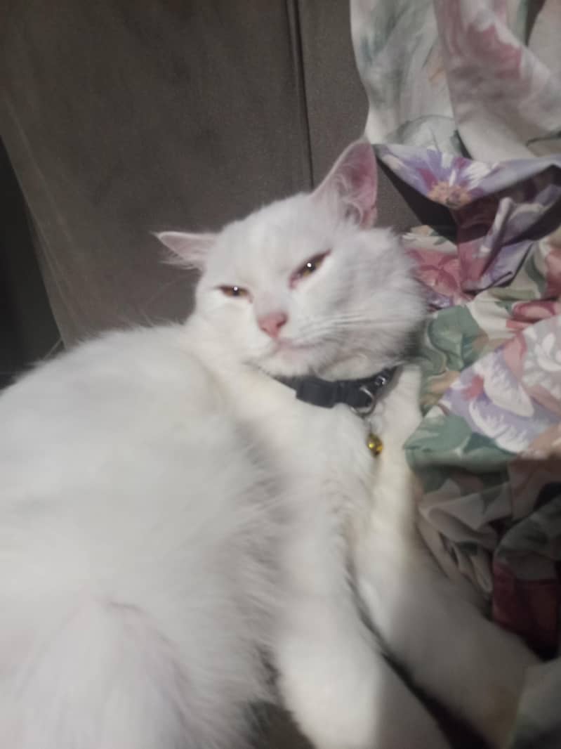 persian cats 3
