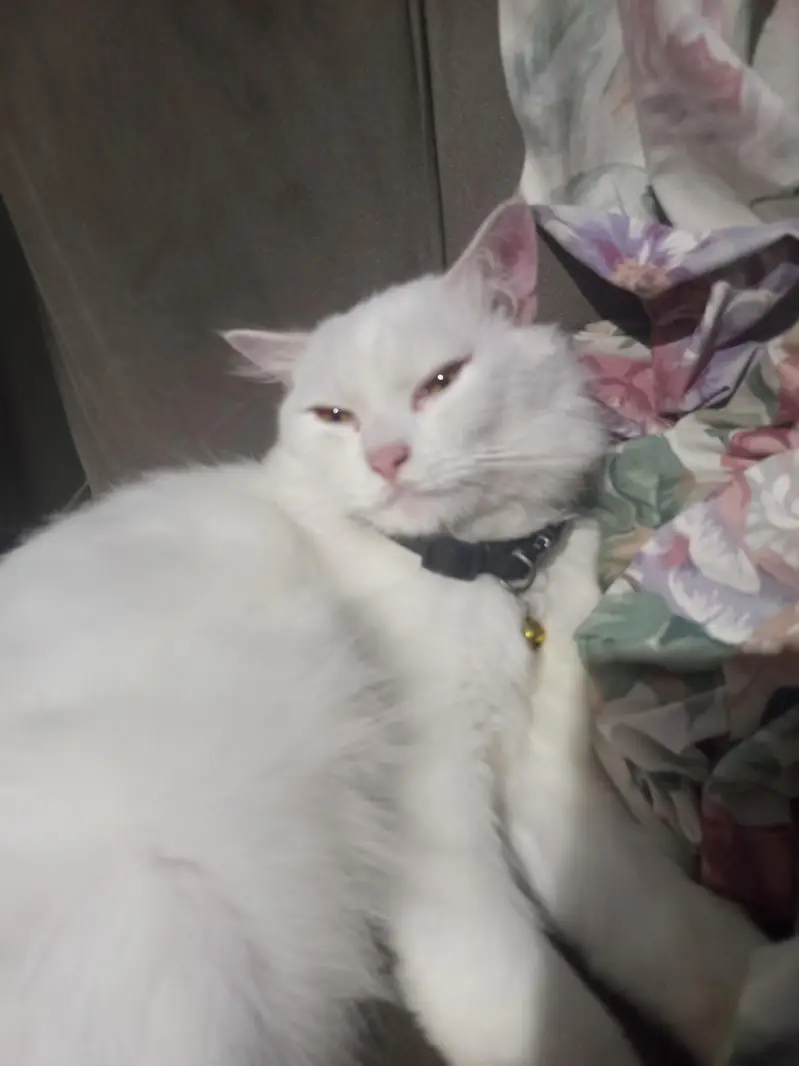 persian cats — photo 4