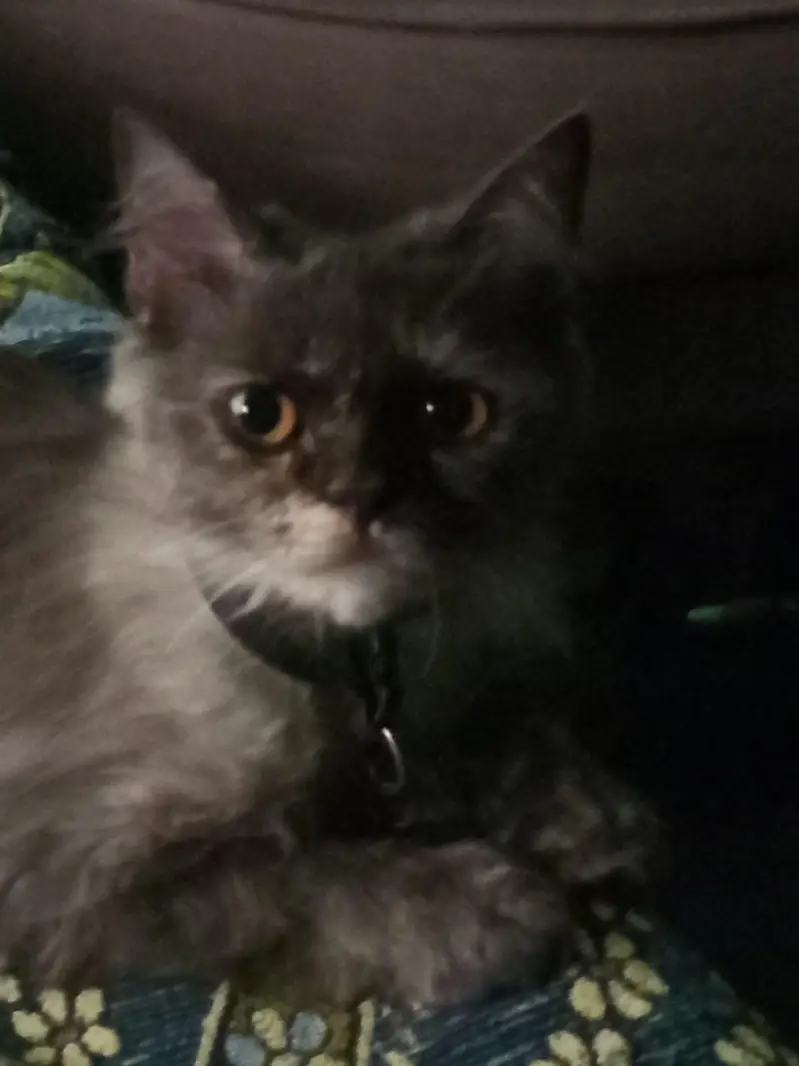 persian cats — photo 5