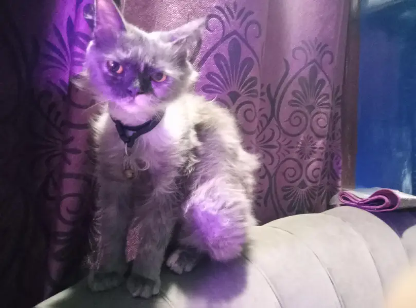 persian cats — photo 6