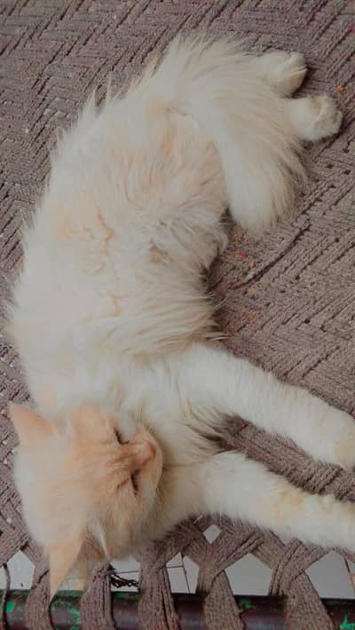 Beautiful persian cat for sale