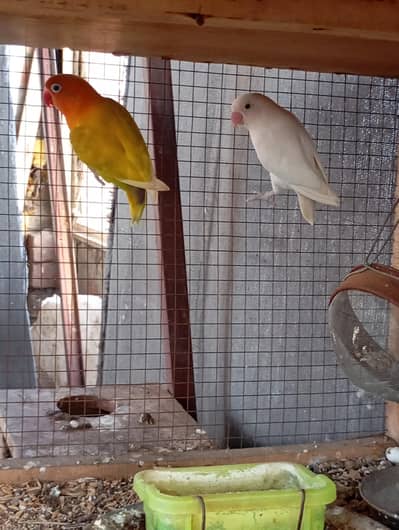 birds