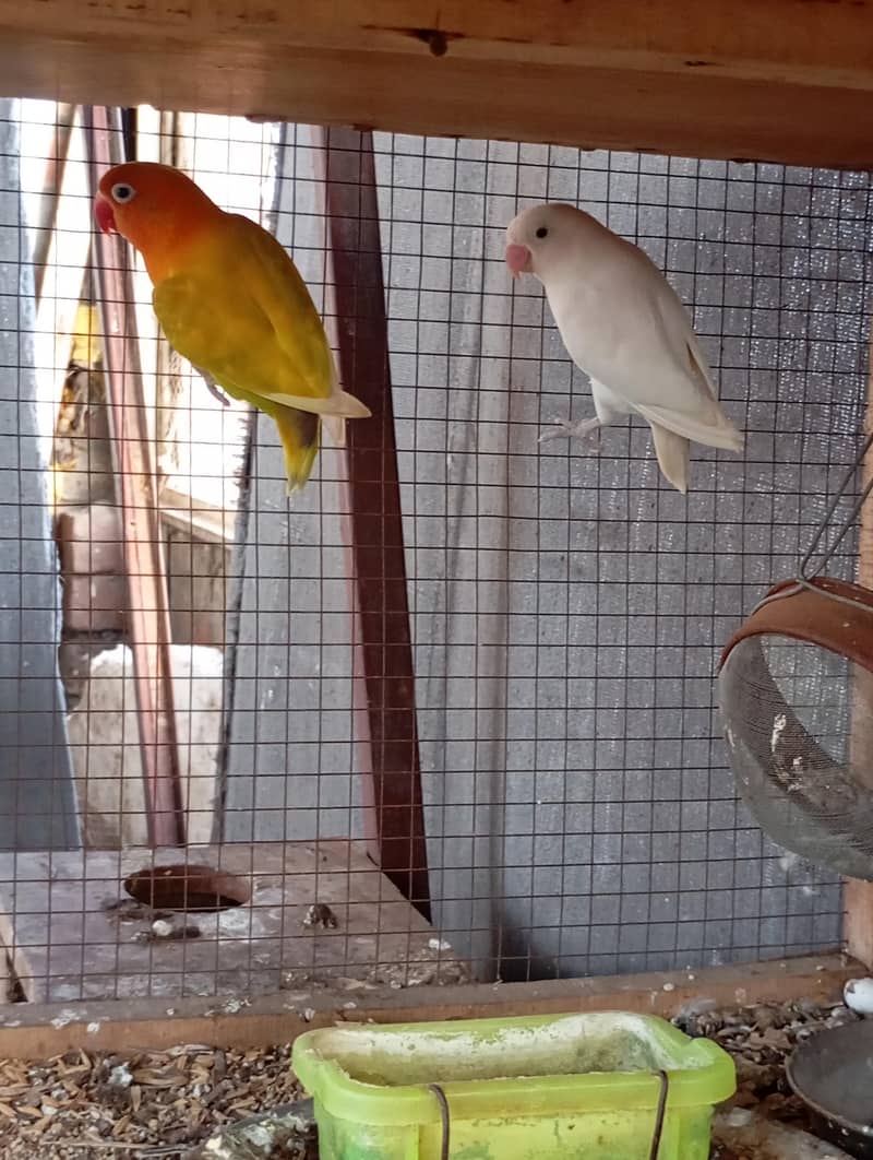 birds 0