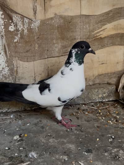 Sabz Kabri female