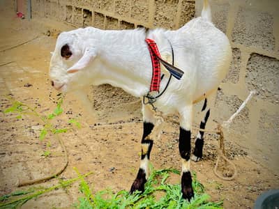 Teedi tapra