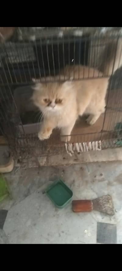 male cat