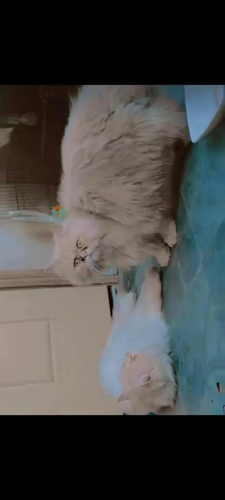 male cat — photo 2