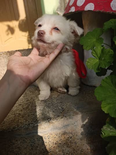 Cute & Healthy Puppy for Sale